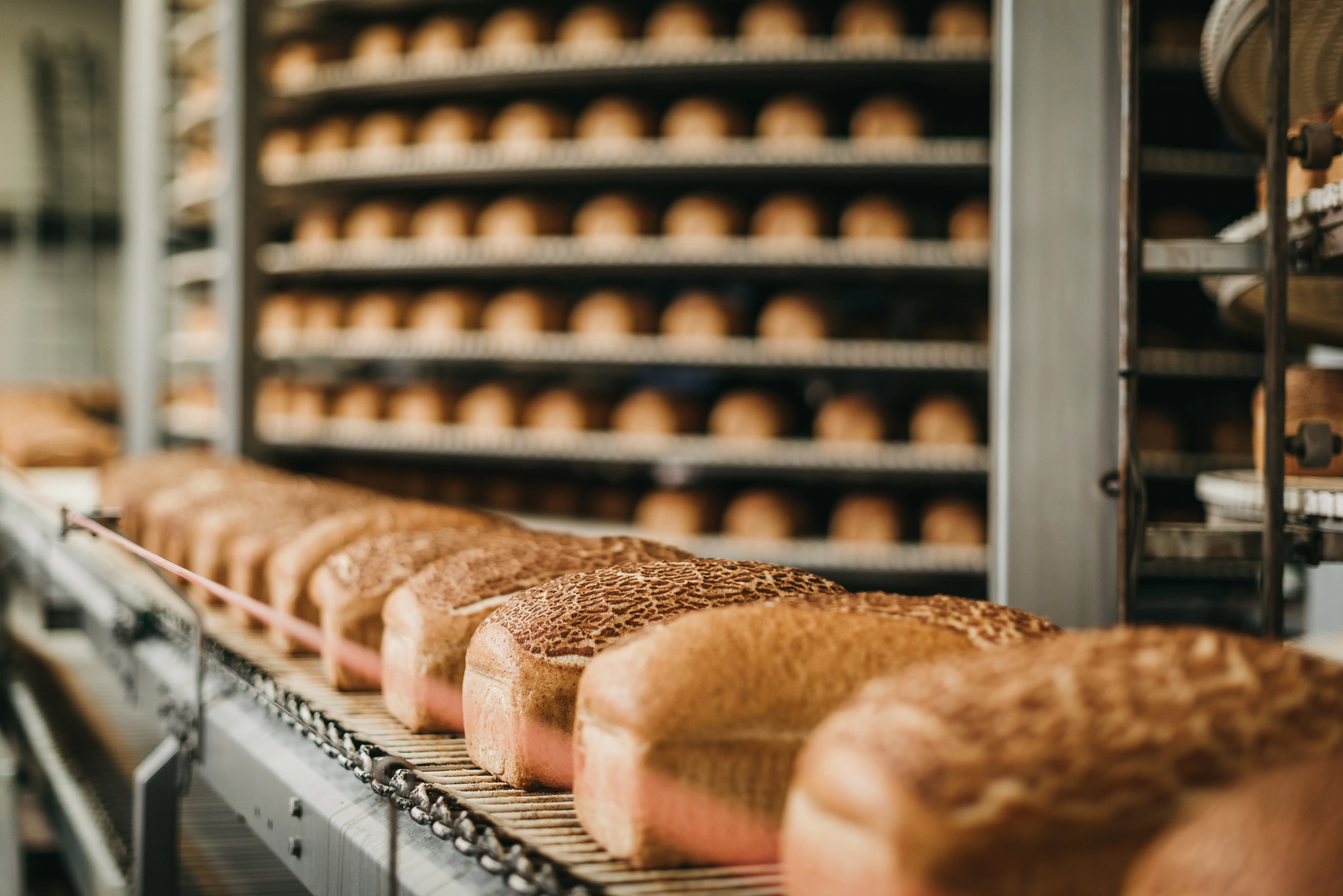 Bread loaves on a conveyor belt in a bakery