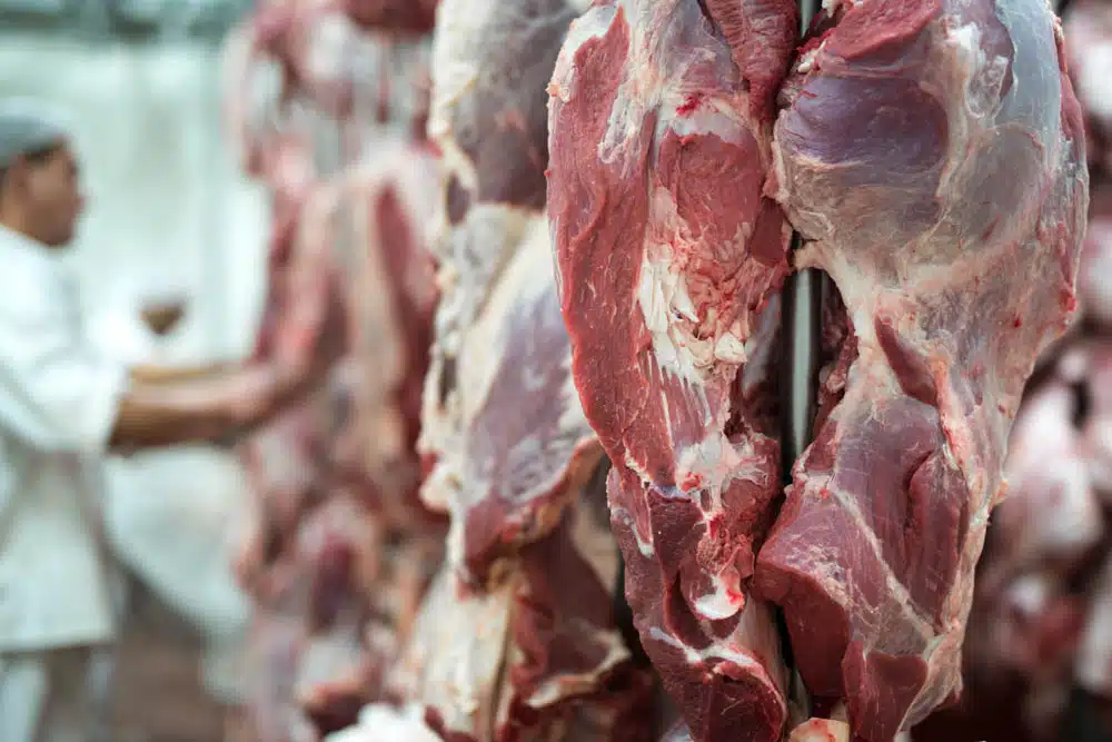 Carcasses hanging in meat processing plant